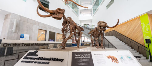 A Woolly Mammoth exhibit at the University of Michigan Museum of Natural History